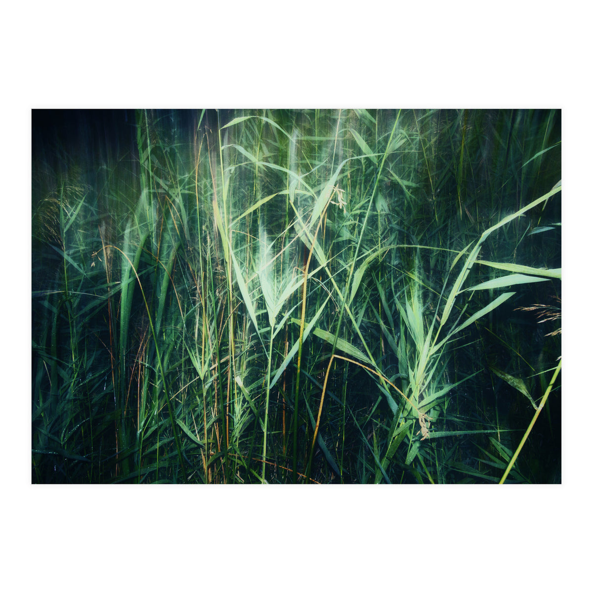 green green grass (Print Only)