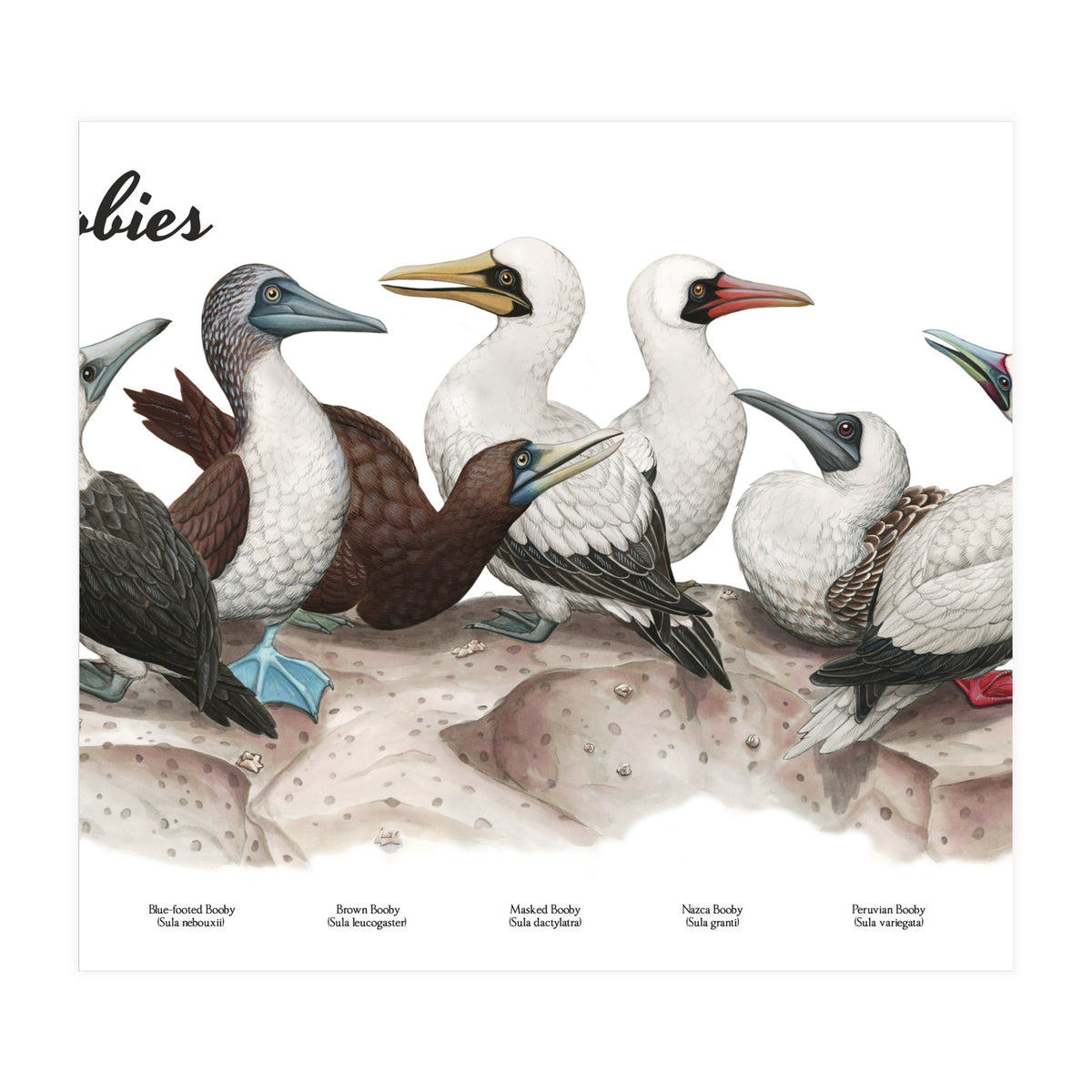 Boobies (Print Only)