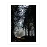 Misty Woodland Morning (Print Only) thumbnail