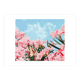 Blush Blossom II (Print Only) thumbnail