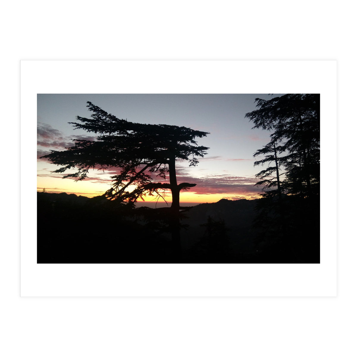 Sunset Tree (Print Only)