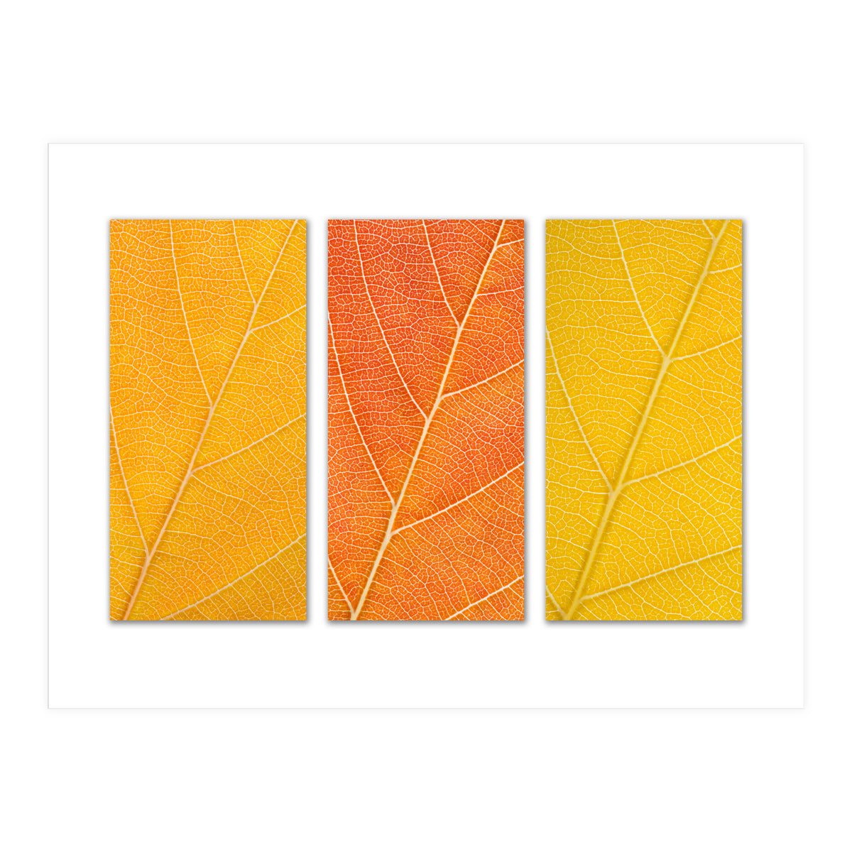 Autumn Leaves (Print Only)