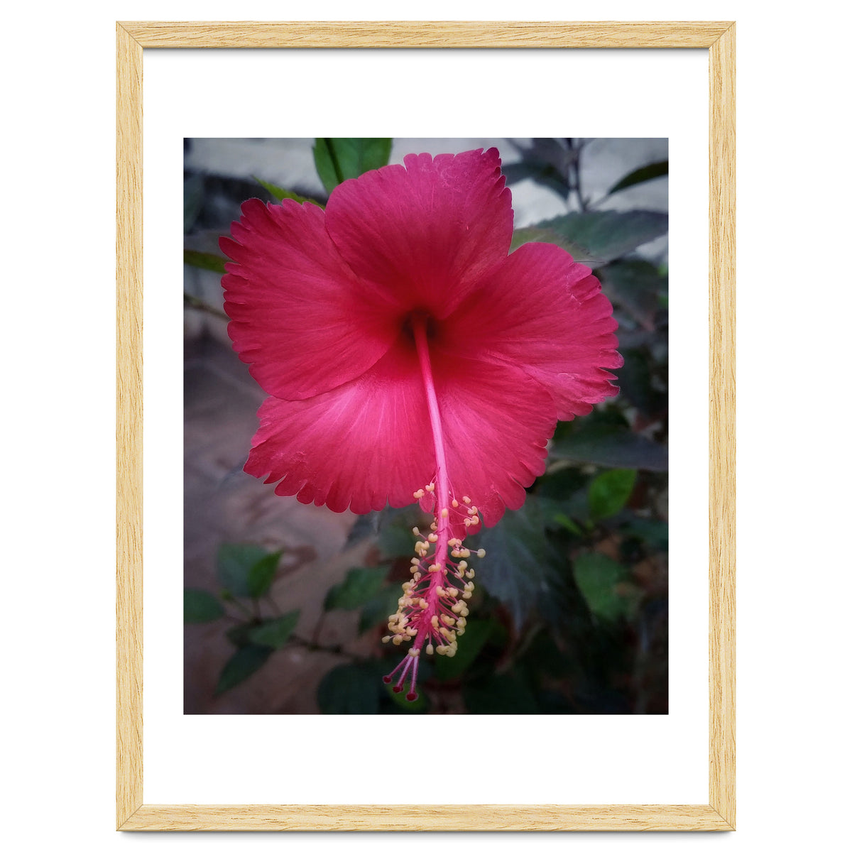 Beautiful Hibiscus Flora