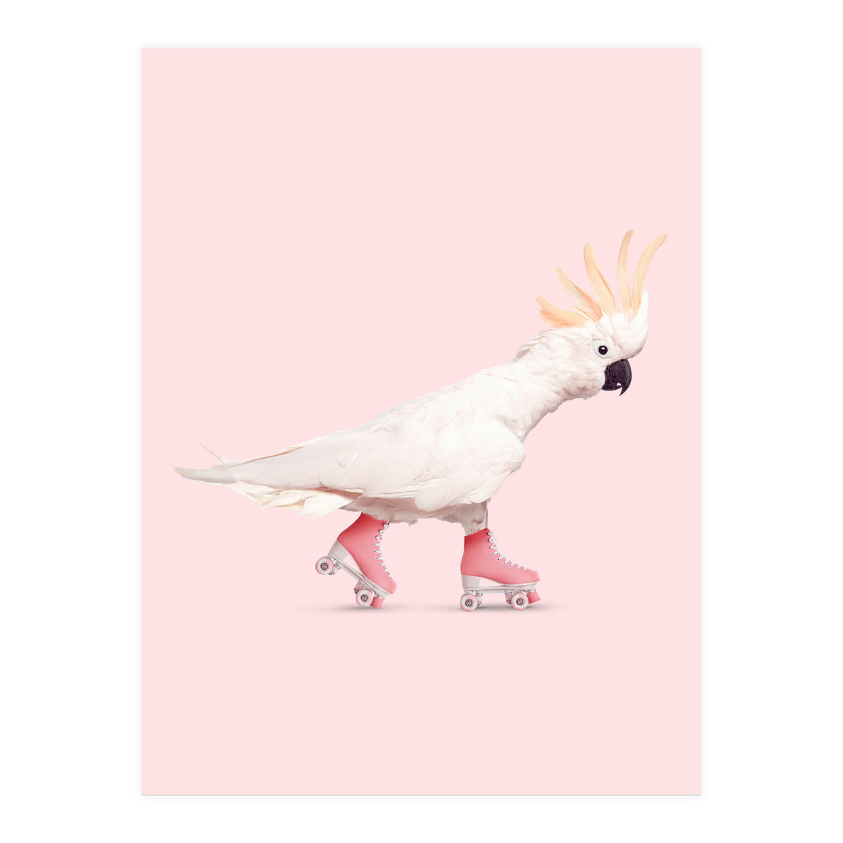 Rollerskating Cockatoo (Print Only)