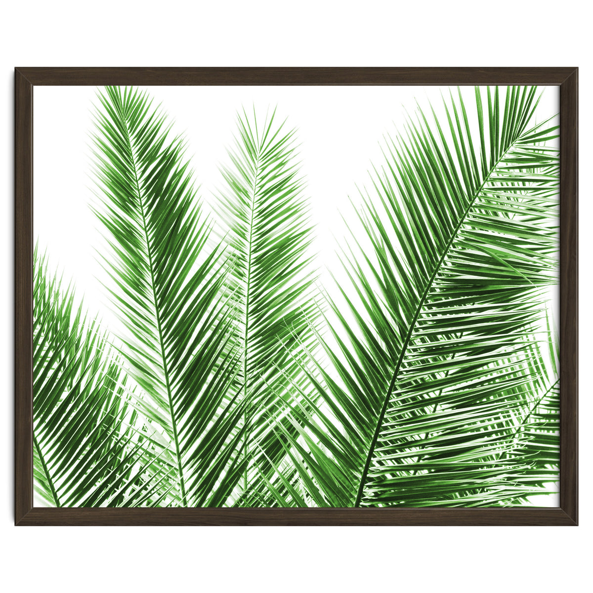 Palm Leaves