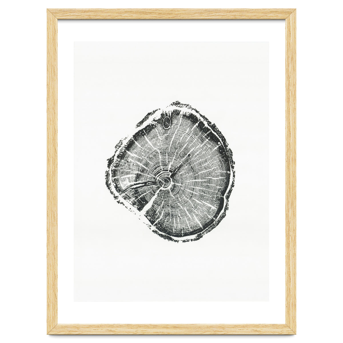 Tree Ring Print, Albion Basin, Utah, Pine Tree Print