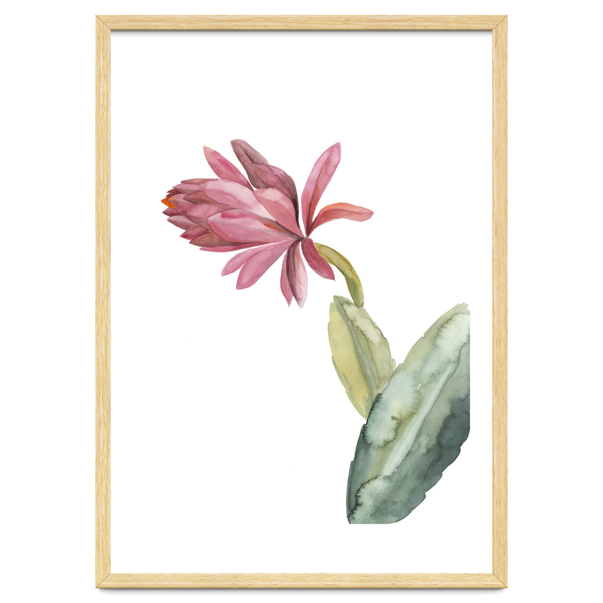 Botanical Illustration Pink Cactus Flower