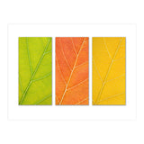 Autumn Leaves (Print Only) thumbnail