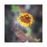 yellow daisy (Print Only) thumbnail