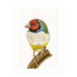 Cc Birds 06 (Print Only) thumbnail