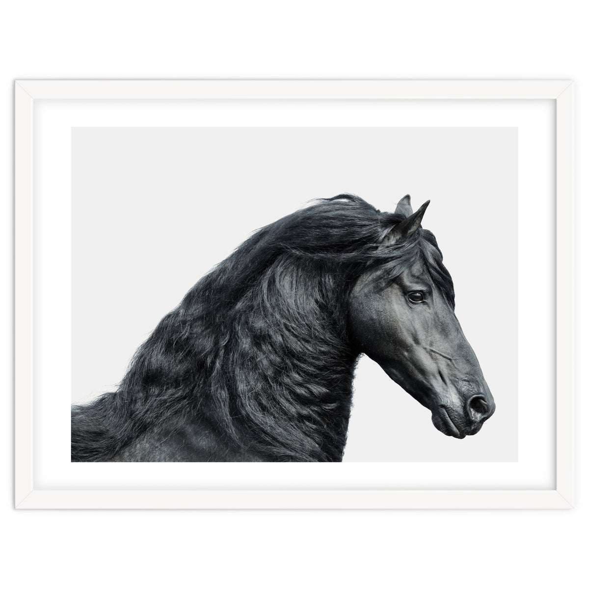 Friesian Horse