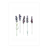 Botanical Illustration Lavender (Print Only) thumbnail
