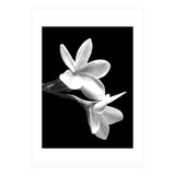 Black and White Flowers  (Print Only) thumbnail