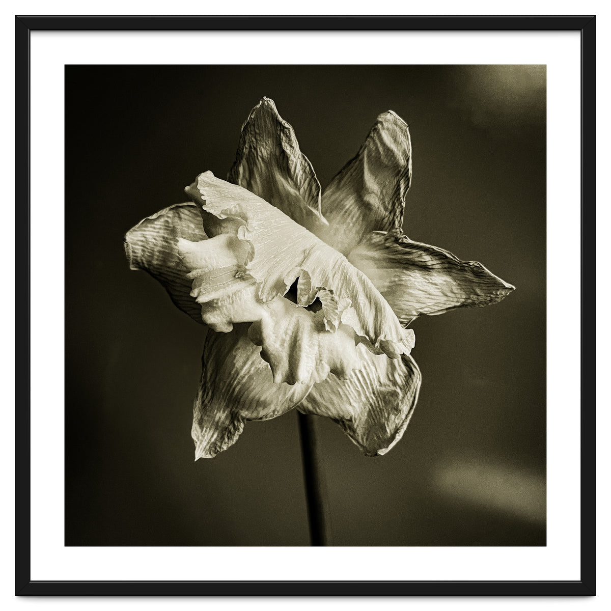 Wilting daffodil