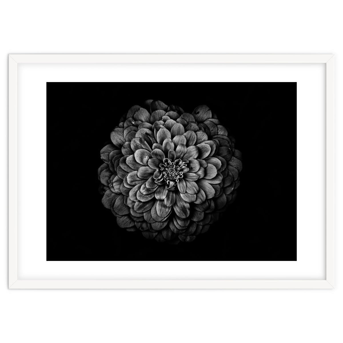 Backyard Flowers In Black And White 54