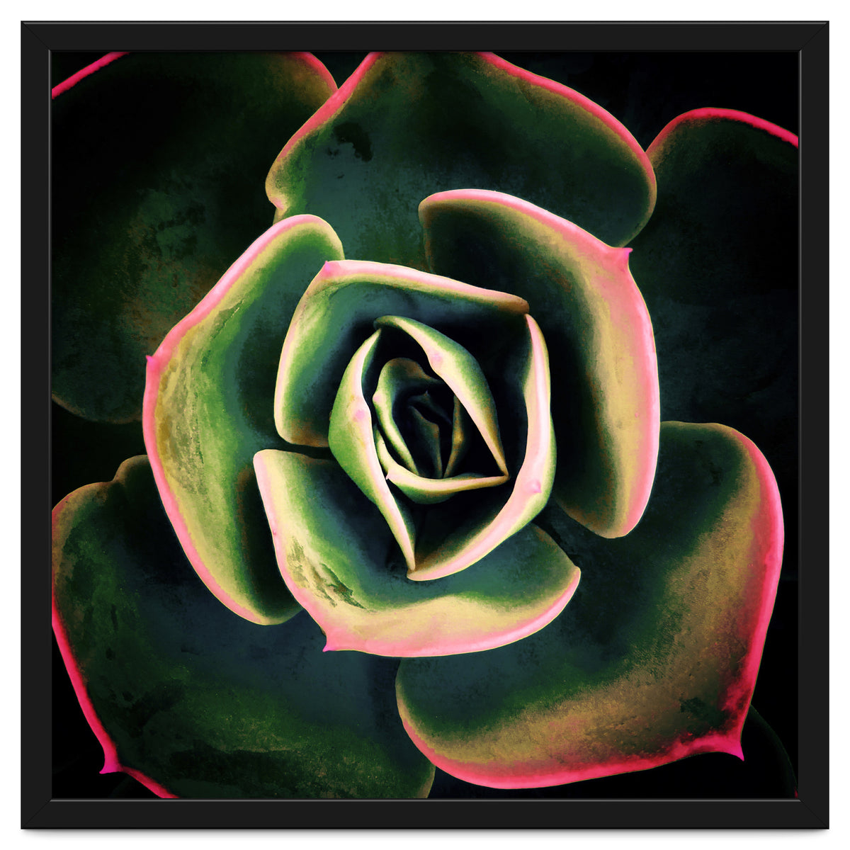 DARKSIDE OF SUCCULENTS XV