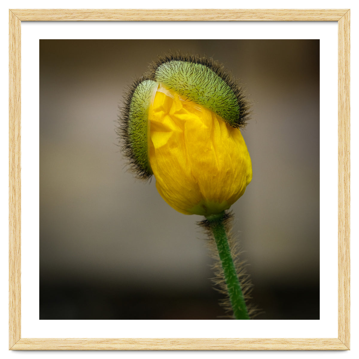 Yellow Poppy Opening