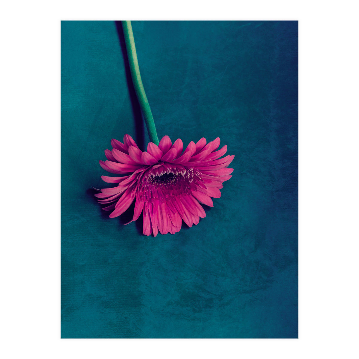 Gerbera for love (Print Only)