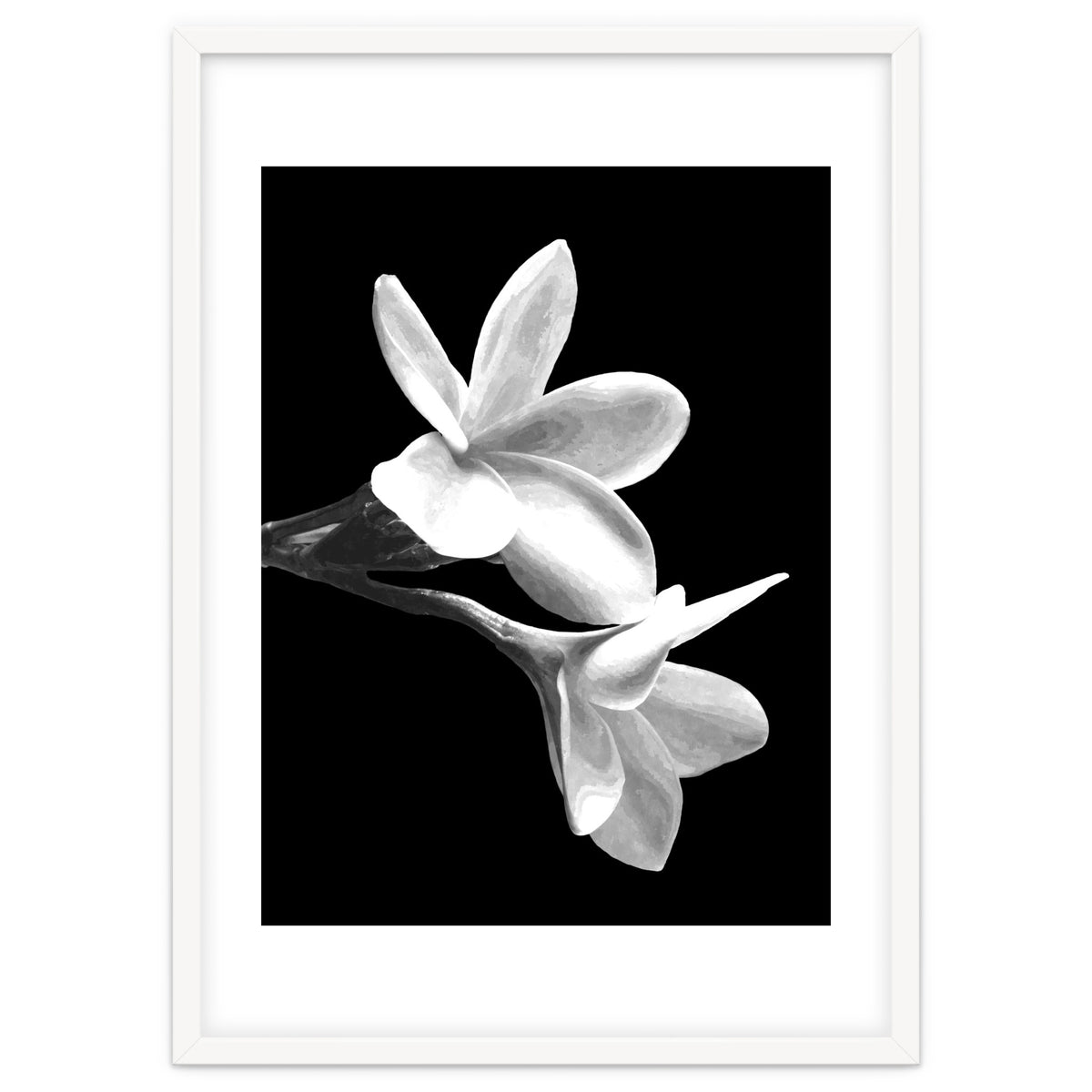 Black and White Flowers
