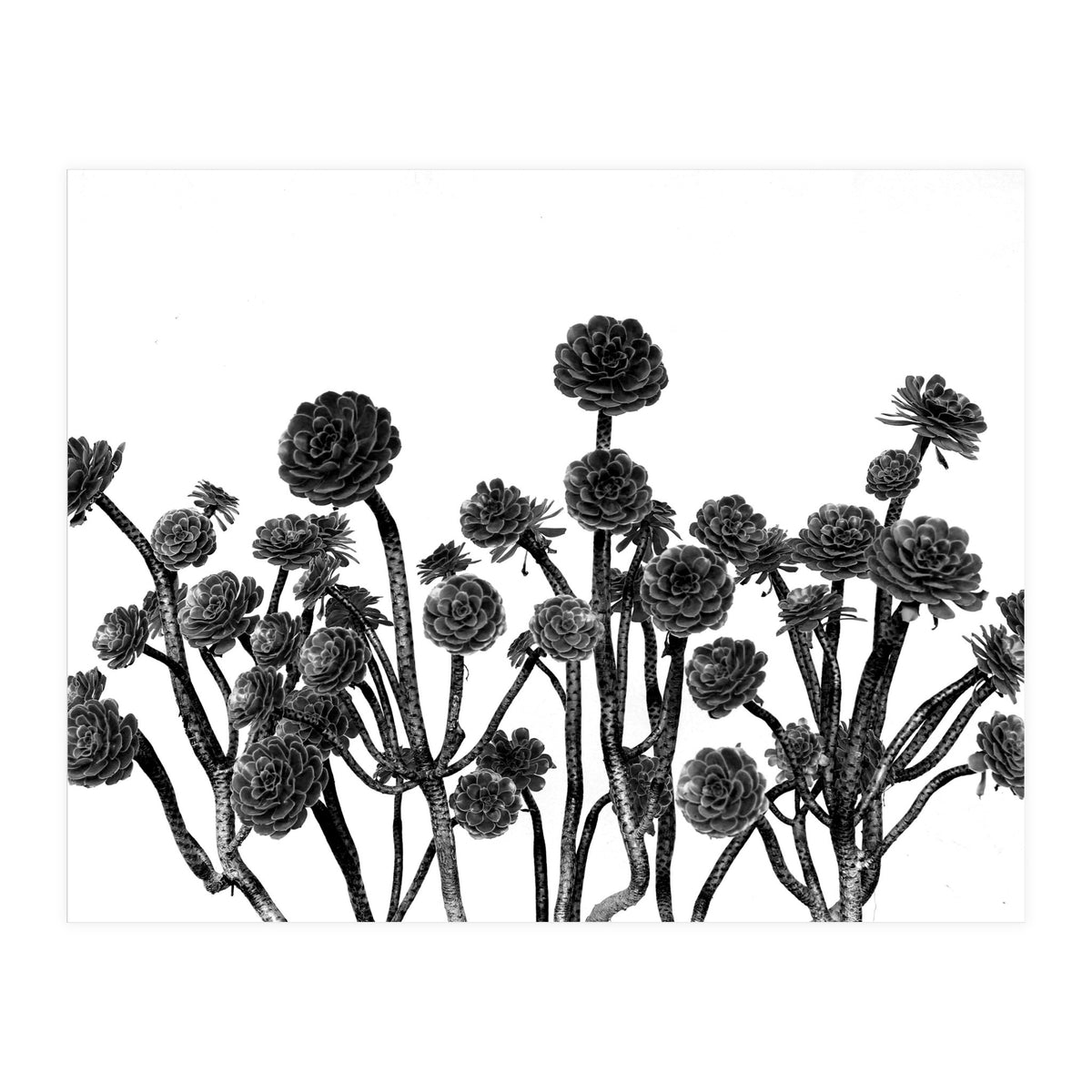 cactus succulents (Print Only)