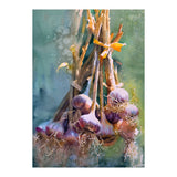 Still Life Garlic (Print Only) thumbnail