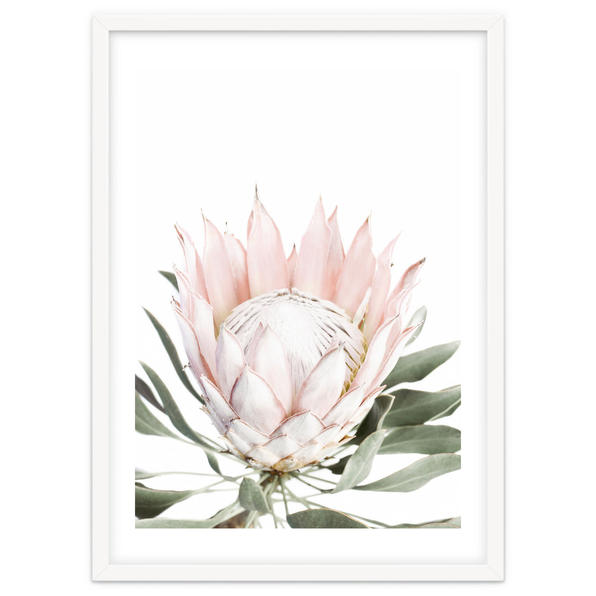Blush Protea Flower