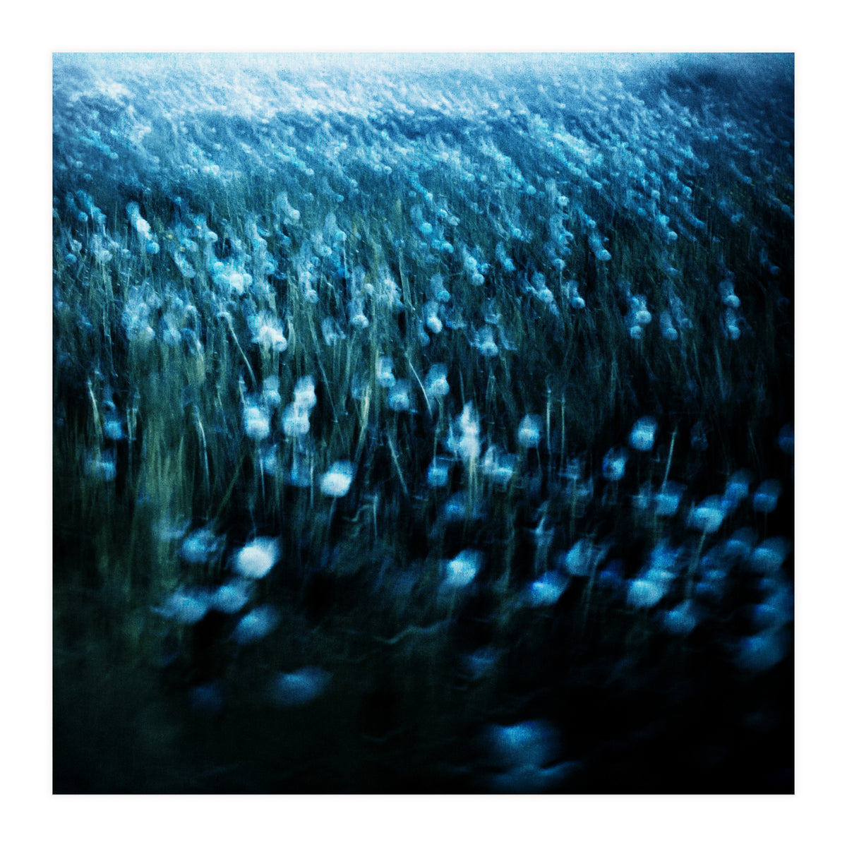 dandelion meadow (Print Only)
