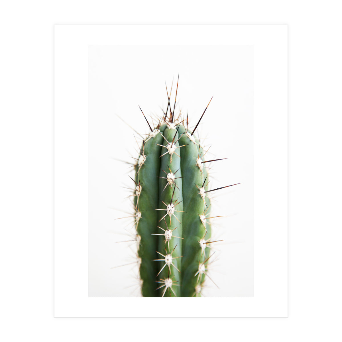 Cacti (Print Only)