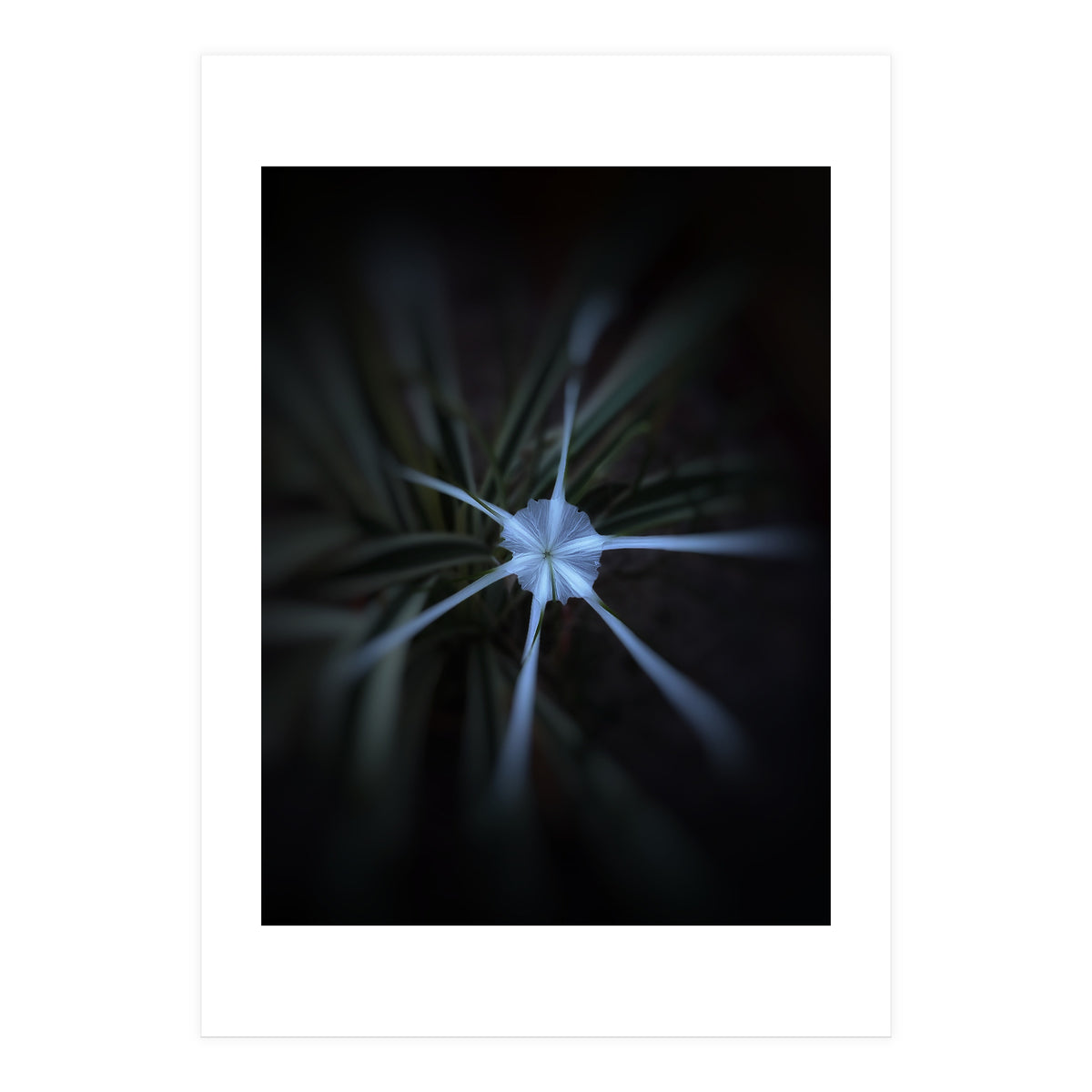 Sparkle Flower (Print Only)