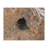 Wasp World (Print Only) thumbnail