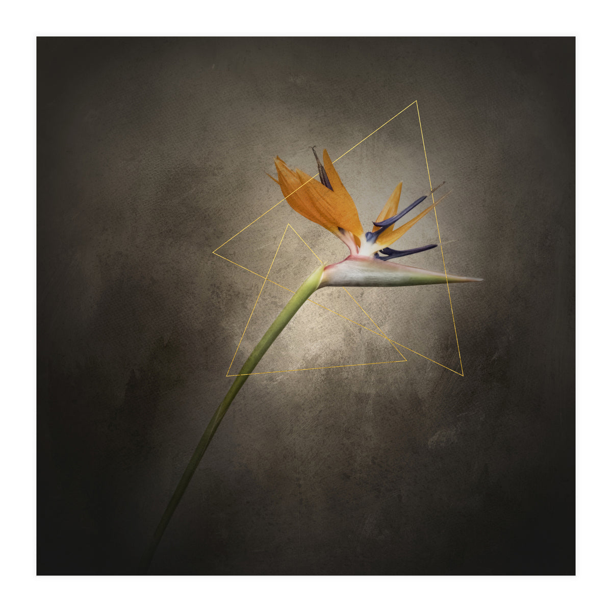 Graceful flower - Strelitzia | vintage style  (Print Only)