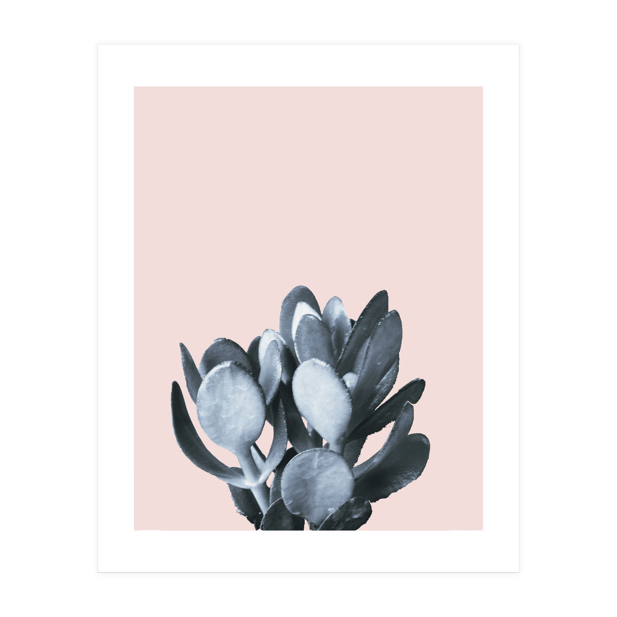 Cactus collection BL-II (Print Only)