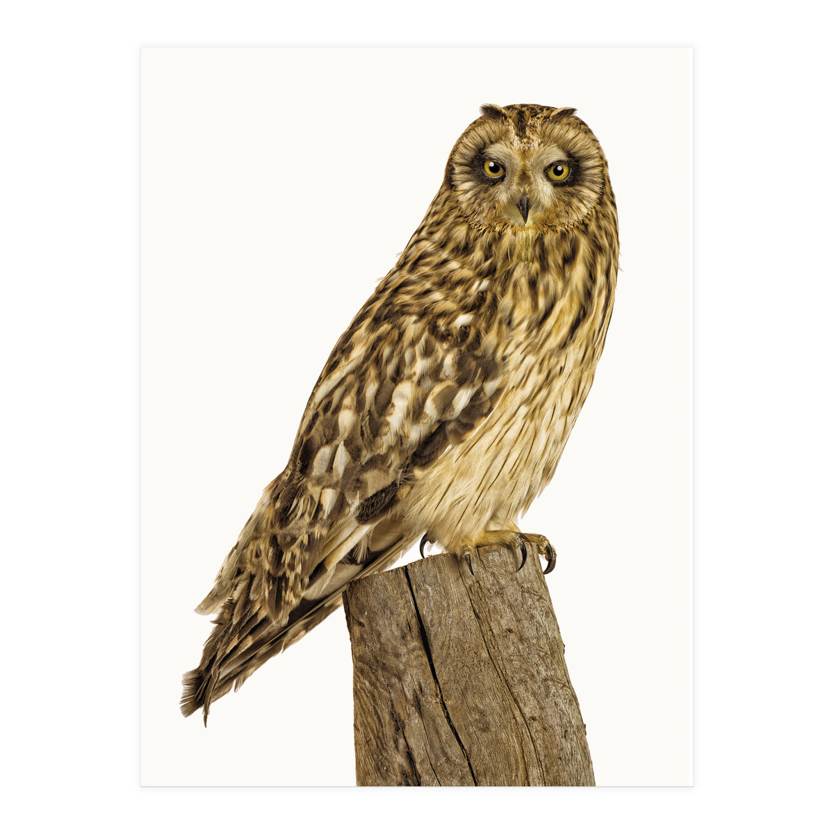 Cc Birds 01 (Print Only)