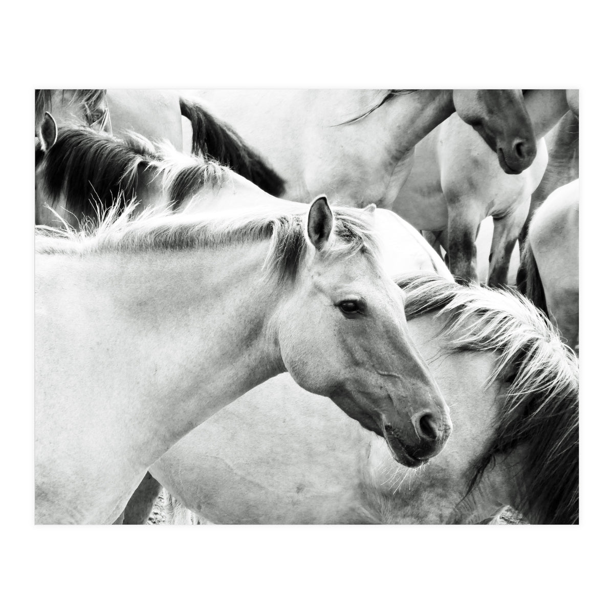Horses (Print Only)