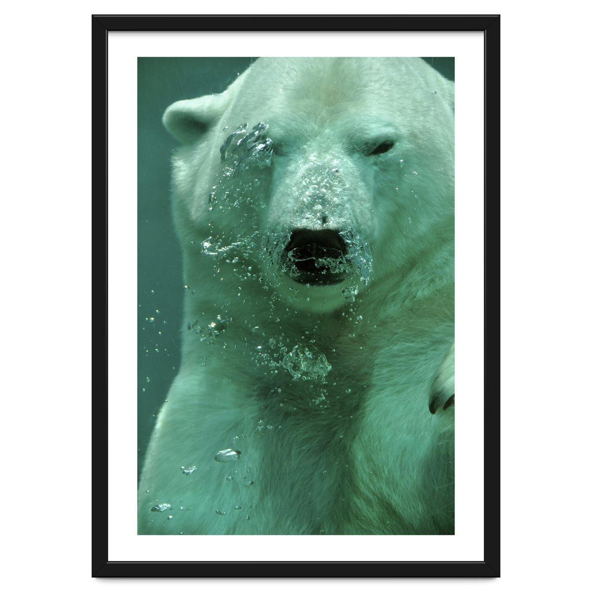 Polar Bear Under Water