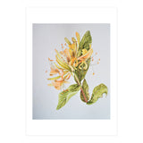 Honeysuckle (Print Only) thumbnail