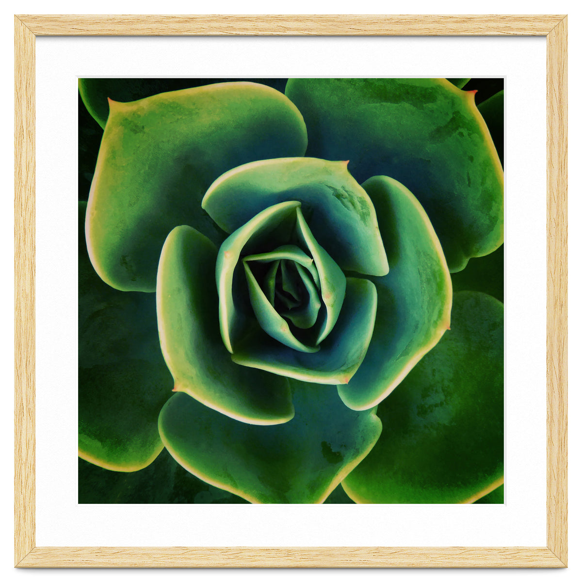 DARKSIDE OF SUCCULENTS XIII