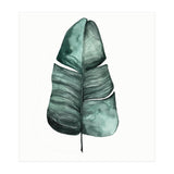 Botanical Illustration Banana Leaf (Print Only) thumbnail