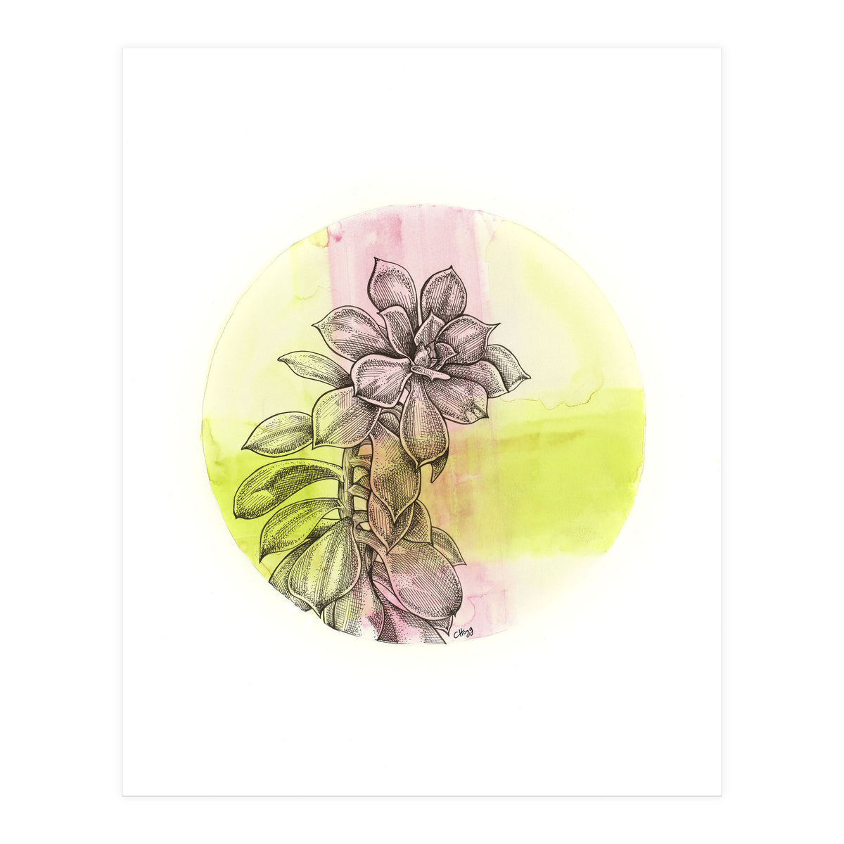 Succulent On Pink And Green (Print Only)