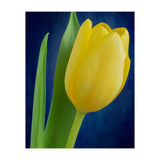 Tulip (Print Only) thumbnail