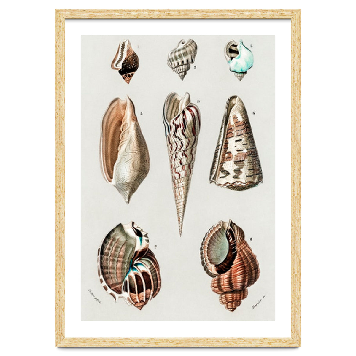 Different types of mollusks illustrated