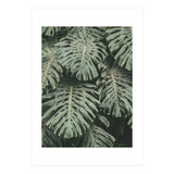MONSTERA LEAVES (Print Only) thumbnail