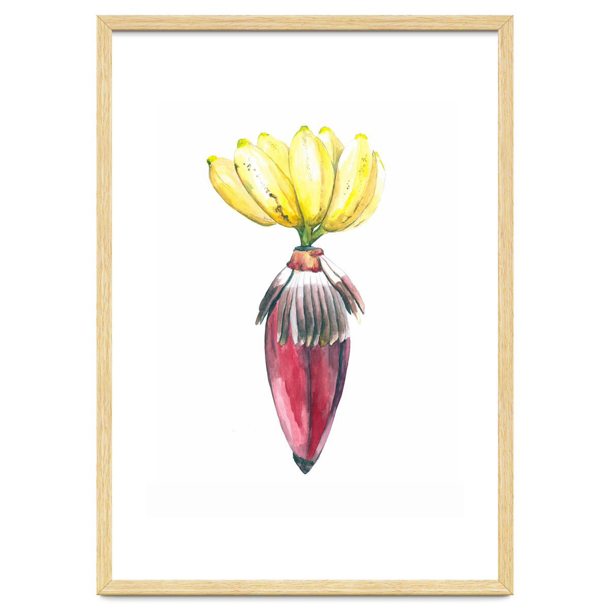 Botanical Illustration Banana