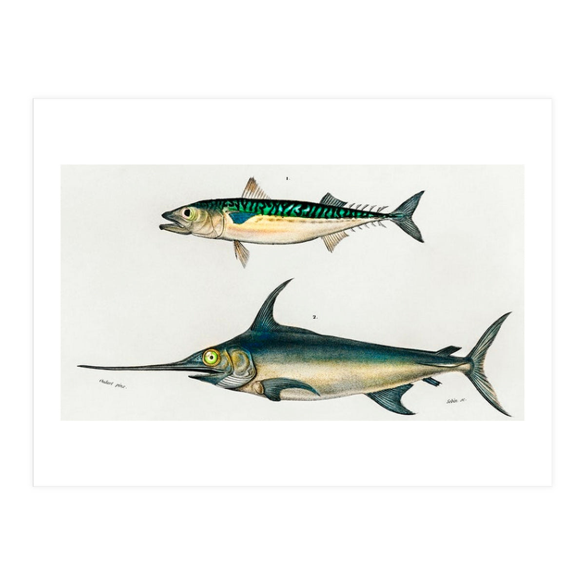 Different types of fishes illustrated  (Print Only)
