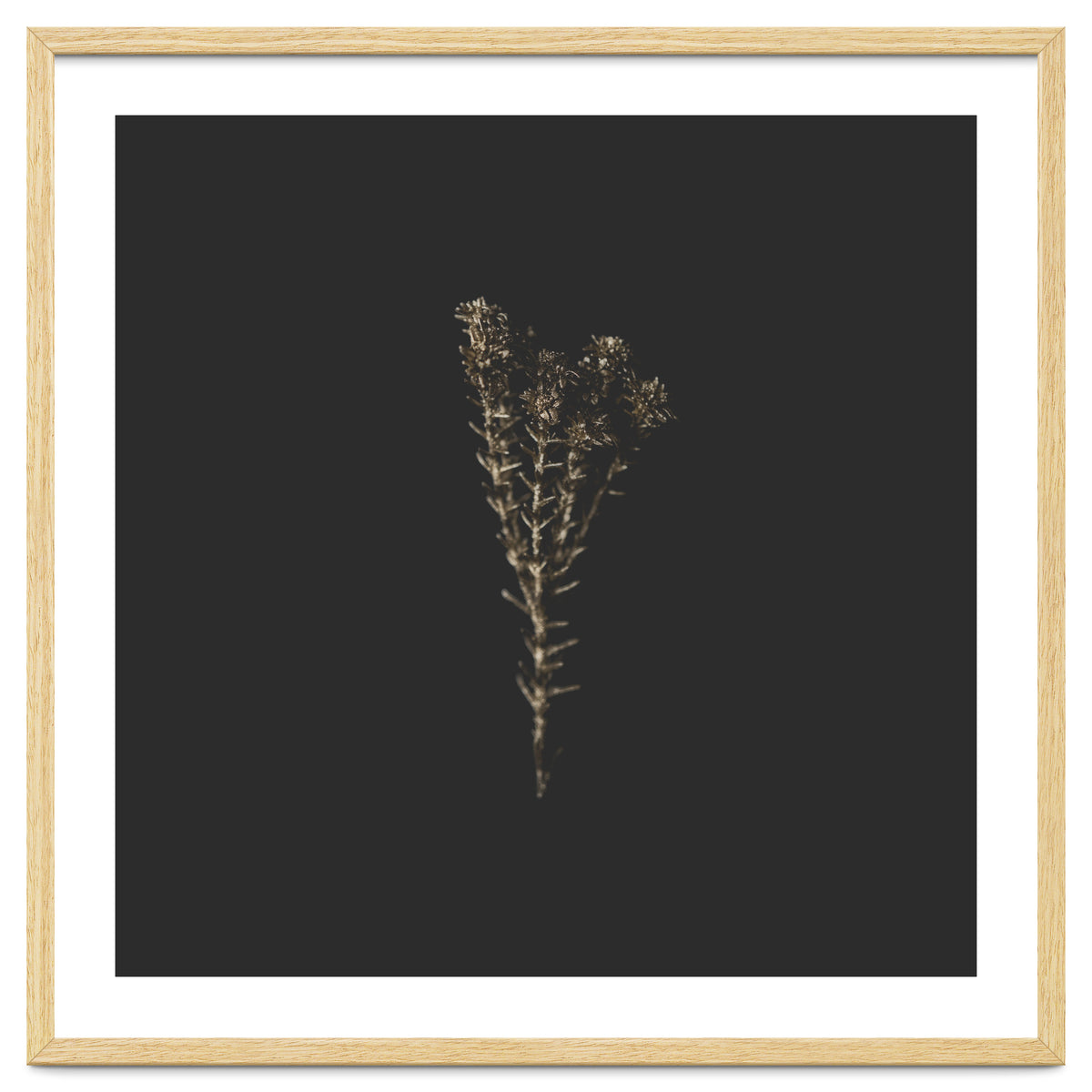 Moody Golden Botanicals - Square