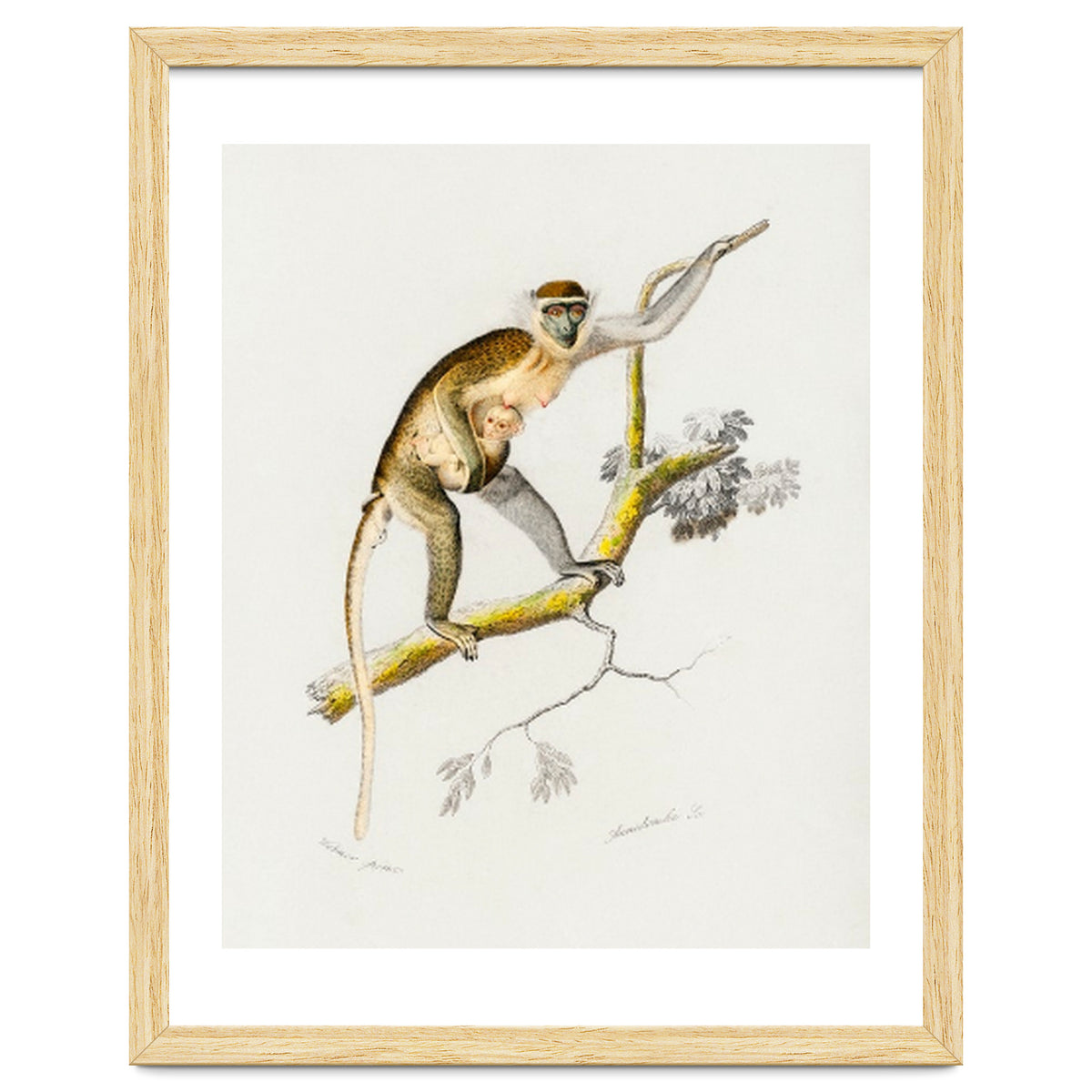 Cercopithecus griseus illustrated