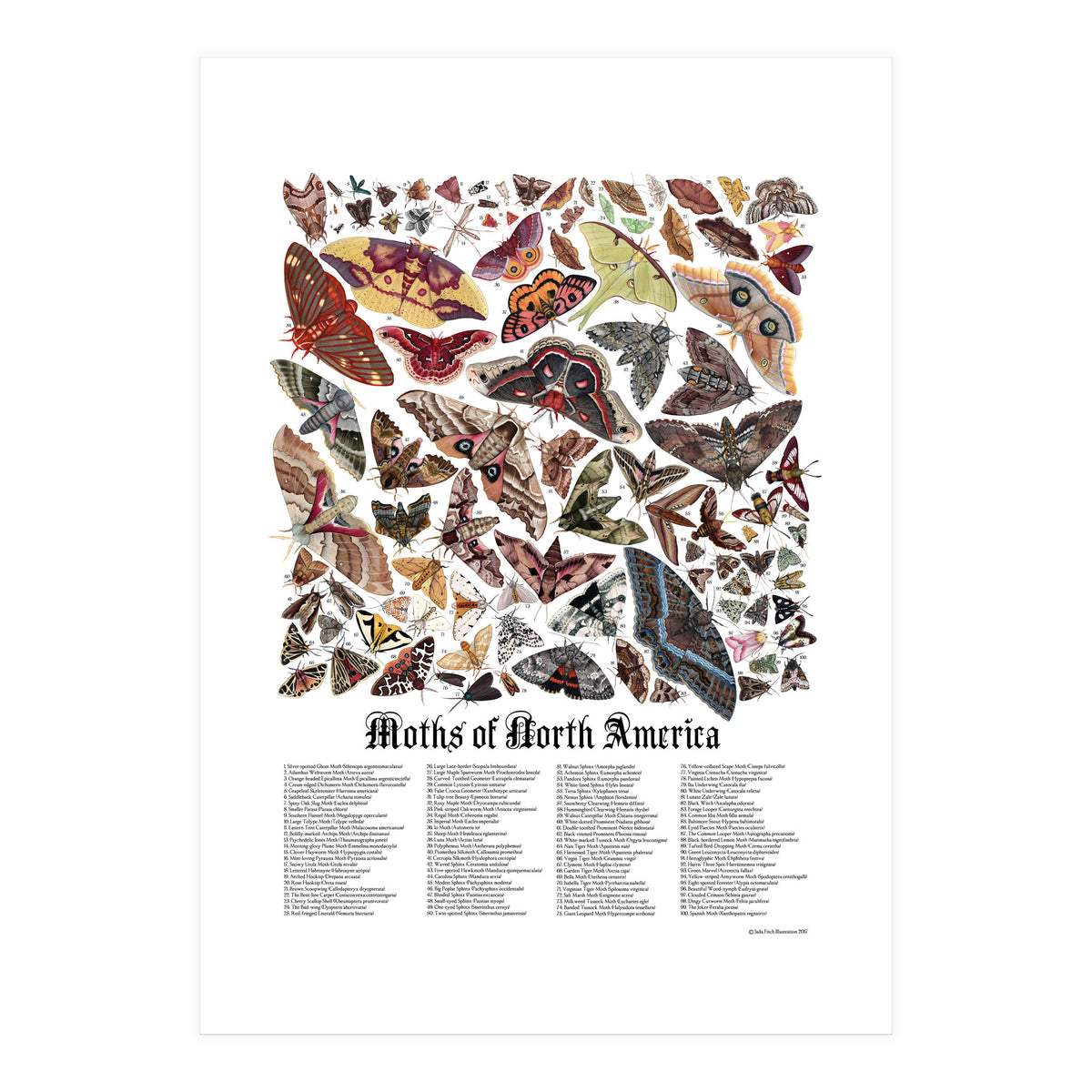 Moths of North America  (Print Only)
