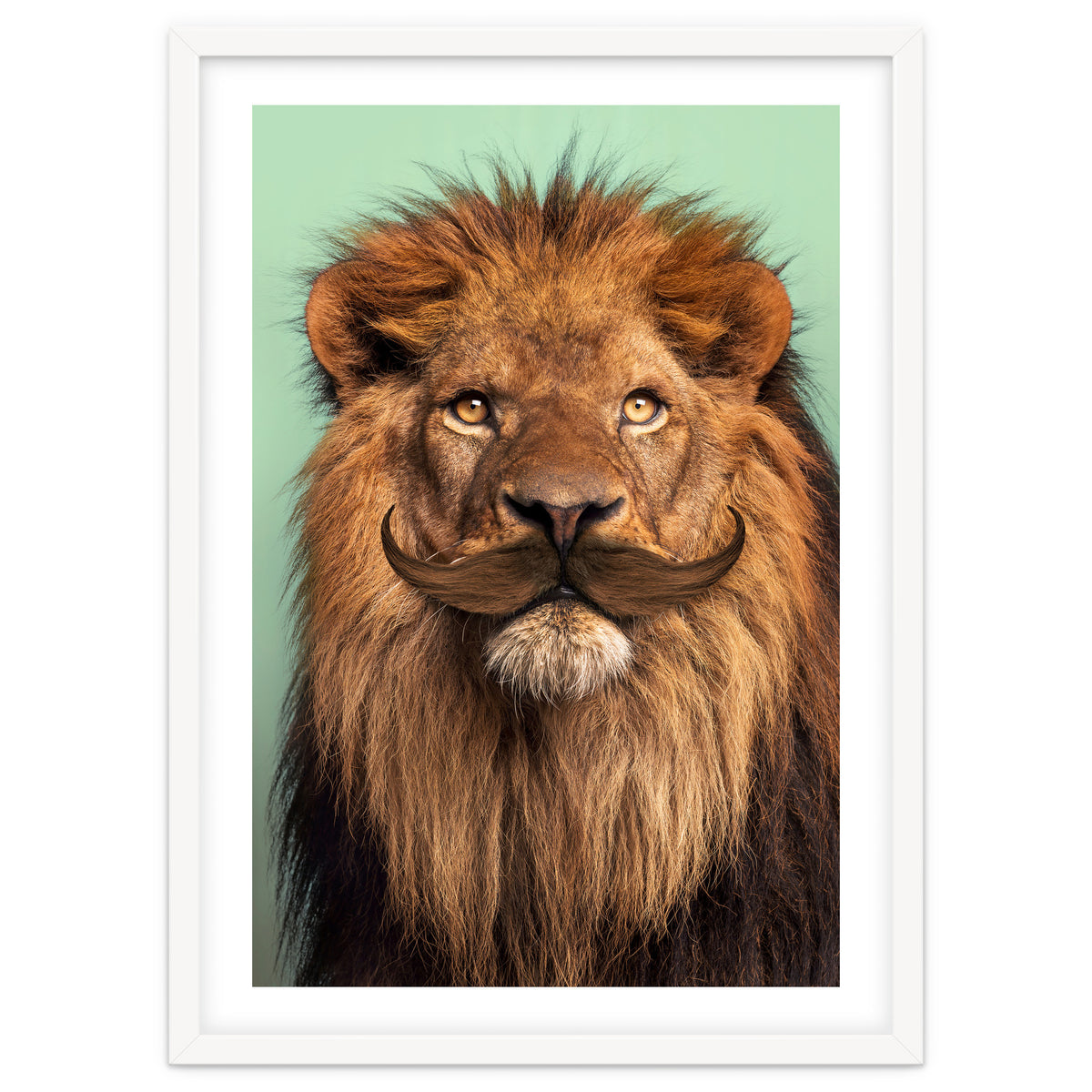Bearded Lion