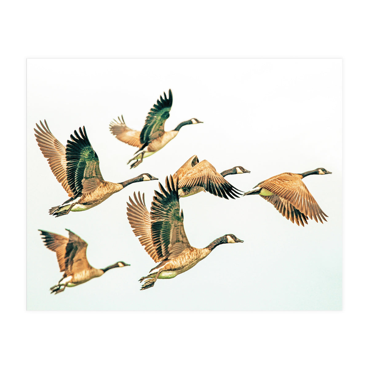 Fly Away Ii (Print Only)