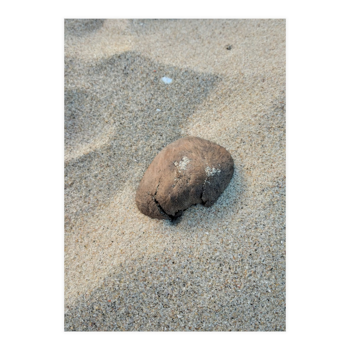 Coastal Shell (Print Only)